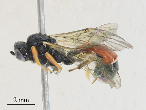  ( - CBG-A25939-E01)  @11 [ ] CreativeCommons - Attribution Share - Alike (2024) CBG Photography Group Centre for Biodiversity Genomics