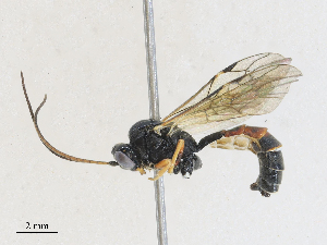  ( - CBG-A25939-E02)  @11 [ ] CreativeCommons - Attribution Share - Alike (2024) CBG Photography Group Centre for Biodiversity Genomics