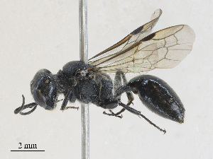  ( - CBG-A25939-E05)  @11 [ ] CreativeCommons - Attribution Share - Alike (2024) CBG Photography Group Centre for Biodiversity Genomics