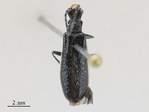  ( - CBG-A25939-G10)  @11 [ ] CreativeCommons - Attribution Share - Alike (2024) CBG Photography Group Centre for Biodiversity Genomics