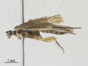  ( - CBG-A25940-B09)  @11 [ ] CreativeCommons - Attribution Share - Alike (2024) CBG Photography Group Centre for Biodiversity Genomics