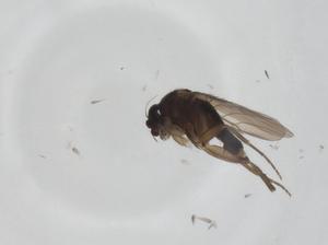  ( - CBG-A26108-B07)  @11 [ ] CreativeCommons - Attribution Share - Alike (2024) Centre for Biodiversity Genomics Centre for Biodiversity Genomics