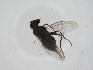  ( - CBG-A26108-B09)  @11 [ ] CreativeCommons - Attribution Share - Alike (2024) Centre for Biodiversity Genomics Centre for Biodiversity Genomics