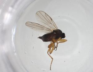  ( - CBG-A26108-B12)  @11 [ ] CreativeCommons - Attribution Share - Alike (2024) Centre for Biodiversity Genomics Centre for Biodiversity Genomics