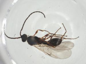  ( - CBG-A26109-G10)  @11 [ ] CreativeCommons - Attribution Share - Alike (2024) Centre for Biodiversity Genomics Centre for Biodiversity Genomics