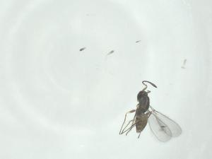  ( - CBG-A26110-A07)  @11 [ ] CreativeCommons - Attribution Share - Alike (2024) Centre for Biodiversity Genomics Centre for Biodiversity Genomics