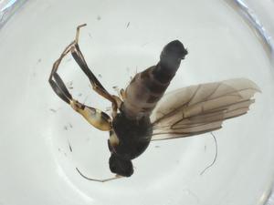  ( - CBG-A26110-E05)  @11 [ ] CreativeCommons - Attribution Share - Alike (2024) Centre for Biodiversity Genomics Centre for Biodiversity Genomics