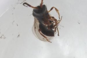  ( - CBG-A26111-A08)  @11 [ ] CreativeCommons - Attribution Share - Alike (2024) Centre for Biodiversity Genomics Centre for Biodiversity Genomics