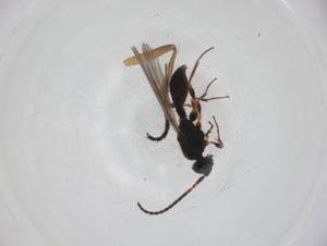  ( - CBG-A26111-B02)  @11 [ ] CreativeCommons - Attribution Share - Alike (2024) Centre for Biodiversity Genomics Centre for Biodiversity Genomics