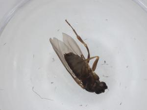  ( - CBG-A26111-C07)  @11 [ ] CreativeCommons - Attribution Share - Alike (2024) Centre for Biodiversity Genomics Centre for Biodiversity Genomics