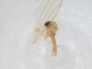  ( - CBG-A26111-E02)  @11 [ ] CreativeCommons - Attribution Share - Alike (2024) Centre for Biodiversity Genomics Centre for Biodiversity Genomics