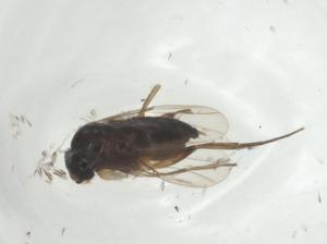  ( - CBG-A26112-A09)  @11 [ ] CreativeCommons - Attribution Share - Alike (2024) Centre for Biodiversity Genomics Centre for Biodiversity Genomics