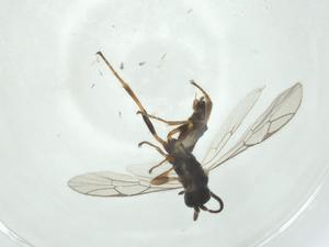  ( - CBG-A26113-C03)  @11 [ ] CreativeCommons - Attribution Share - Alike (2024) Centre for Biodiversity Genomics Centre for Biodiversity Genomics