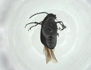  ( - CBG-A26113-E02)  @11 [ ] CreativeCommons - Attribution Share - Alike (2024) Centre for Biodiversity Genomics Centre for Biodiversity Genomics