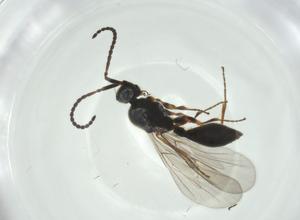  ( - CBG-A26113-E11)  @11 [ ] CreativeCommons - Attribution Share - Alike (2024) Centre for Biodiversity Genomics Centre for Biodiversity Genomics