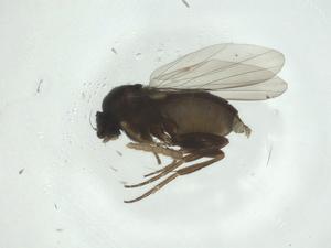  ( - CBG-A26113-F07)  @11 [ ] CreativeCommons - Attribution Share - Alike (2024) Centre for Biodiversity Genomics Centre for Biodiversity Genomics