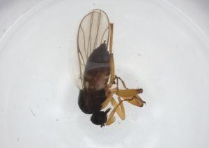  ( - CBG-A26114-C01)  @11 [ ] CreativeCommons - Attribution Share - Alike (2024) Centre for Biodiversity Genomics Centre for Biodiversity Genomics