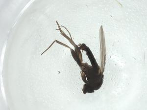  ( - CBG-A26115-B02)  @11 [ ] CreativeCommons - Attribution Share - Alike (2024) Centre for Biodiversity Genomics Centre for Biodiversity Genomics