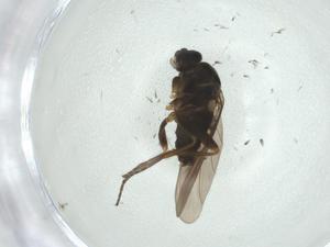  ( - CBG-A26115-C03)  @11 [ ] CreativeCommons - Attribution Share - Alike (2024) Centre for Biodiversity Genomics Centre for Biodiversity Genomics