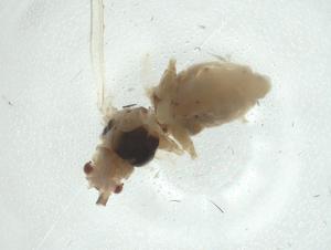  ( - CBG-A26115-C05)  @11 [ ] CreativeCommons - Attribution Share - Alike (2024) Centre for Biodiversity Genomics Centre for Biodiversity Genomics