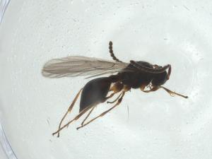  ( - CBG-A26115-E08)  @11 [ ] CreativeCommons - Attribution Share - Alike (2024) Centre for Biodiversity Genomics Centre for Biodiversity Genomics