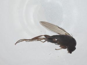  ( - CBG-A26116-A10)  @11 [ ] CreativeCommons - Attribution Share - Alike (2024) Centre for Biodiversity Genomics Centre for Biodiversity Genomics