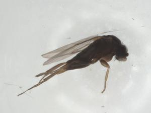  ( - CBG-A26117-B04)  @11 [ ] CreativeCommons - Attribution Share - Alike (2024) Centre for Biodiversity Genomics Centre for Biodiversity Genomics