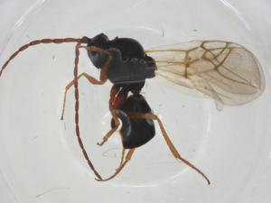  ( - CBG-A26117-C03)  @11 [ ] CreativeCommons - Attribution Share - Alike (2024) Centre for Biodiversity Genomics Centre for Biodiversity Genomics