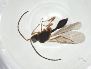  ( - CBG-A26117-G12)  @11 [ ] CreativeCommons - Attribution Share - Alike (2024) Centre for Biodiversity Genomics Centre for Biodiversity Genomics