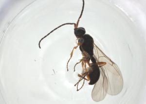  ( - CBG-A26117-H05)  @11 [ ] CreativeCommons - Attribution Share - Alike (2024) Centre for Biodiversity Genomics Centre for Biodiversity Genomics