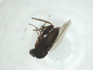  ( - CBG-A26118-F03)  @11 [ ] CreativeCommons - Attribution Share - Alike (2024) Centre for Biodiversity Genomics Centre for Biodiversity Genomics