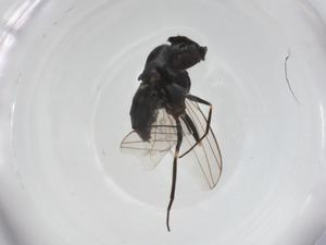  ( - CBG-A26119-B12)  @11 [ ] CreativeCommons - Attribution Share - Alike (2024) Centre for Biodiversity Genomics Centre for Biodiversity Genomics