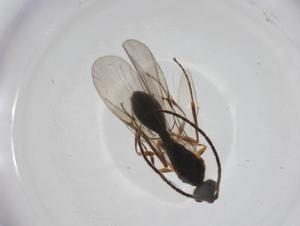  ( - CBG-A26119-F10)  @11 [ ] CreativeCommons - Attribution Share - Alike (2024) Centre for Biodiversity Genomics Centre for Biodiversity Genomics