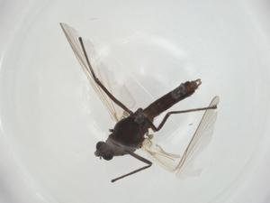  ( - CBG-A26120-B09)  @11 [ ] CreativeCommons - Attribution Share - Alike (2024) Centre for Biodiversity Genomics Centre for Biodiversity Genomics