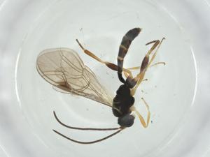  ( - CBG-A26121-C09)  @11 [ ] CreativeCommons - Attribution Share - Alike (2024) Centre for Biodiversity Genomics Centre for Biodiversity Genomics