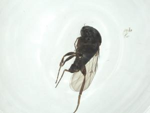  ( - CBG-A26121-H11)  @11 [ ] CreativeCommons - Attribution Share - Alike (2024) Centre for Biodiversity Genomics Centre for Biodiversity Genomics