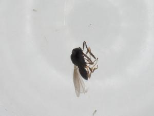  ( - CBG-A26122-B10)  @11 [ ] CreativeCommons - Attribution Share - Alike (2024) Centre for Biodiversity Genomics Centre for Biodiversity Genomics