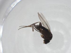  ( - CBG-A26122-G10)  @11 [ ] CreativeCommons - Attribution Share - Alike (2024) Centre for Biodiversity Genomics Centre for Biodiversity Genomics