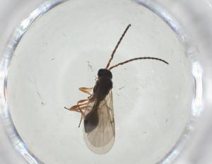  ( - CBG-A26123-B09)  @11 [ ] CreativeCommons - Attribution Share - Alike (2024) Centre for Biodiversity Genomics Centre for Biodiversity Genomics