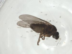  ( - CBG-A26123-H03)  @11 [ ] CreativeCommons - Attribution Share - Alike (2024) Centre for Biodiversity Genomics Centre for Biodiversity Genomics