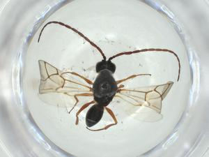  ( - CBG-A26124-C10)  @11 [ ] CreativeCommons - Attribution Share - Alike (2024) Centre for Biodiversity Genomics Centre for Biodiversity Genomics