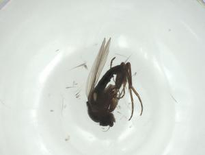  ( - CBG-A26124-D05)  @11 [ ] CreativeCommons - Attribution Share - Alike (2024) Centre for Biodiversity Genomics Centre for Biodiversity Genomics