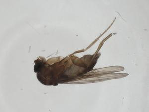  ( - CBG-A26125-A03)  @11 [ ] CreativeCommons - Attribution Share - Alike (2024) Centre for Biodiversity Genomics Centre for Biodiversity Genomics