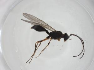  ( - CBG-A26125-A10)  @11 [ ] CreativeCommons - Attribution Share - Alike (2024) Centre for Biodiversity Genomics Centre for Biodiversity Genomics