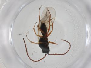  ( - CBG-A26125-B07)  @11 [ ] CreativeCommons - Attribution Share - Alike (2024) Centre for Biodiversity Genomics Centre for Biodiversity Genomics