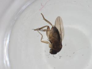  ( - CBG-A26125-B10)  @11 [ ] CreativeCommons - Attribution Share - Alike (2024) Centre for Biodiversity Genomics Centre for Biodiversity Genomics