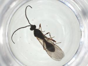  ( - CBG-A26126-H06)  @11 [ ] CreativeCommons - Attribution Share - Alike (2024) Centre for Biodiversity Genomics Centre for Biodiversity Genomics