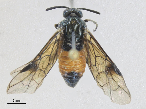  ( - CBG-A27569-F08)  @11 [ ] CreativeCommons - Attribution Share - Alike (2024) CBG Photography Group Centre for Biodiversity Genomics