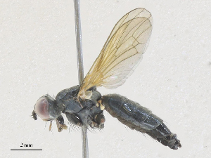  ( - CBG-A27569-G06)  @11 [ ] CreativeCommons - Attribution Share - Alike (2024) CBG Photography Group Centre for Biodiversity Genomics