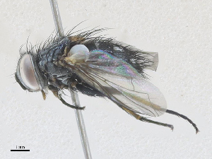  ( - CBG-A27569-G09)  @11 [ ] CreativeCommons - Attribution Share - Alike (2024) CBG Photography Group Centre for Biodiversity Genomics